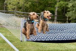 Deux Welsh Terrier assis sur un lit suspendu