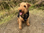 Un Welsh Terrier assis et portant un harnais