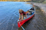Un Welsh Terrier dans une barque