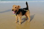 Un Welsh Terrier au bord de la mer