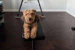 Un Welsh Terrier allongé sur une table