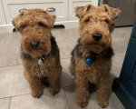 Deux Welsh Terrier assis et portant un collier autour du cou