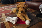 Un Welsh Terrier allongé sur un tapis