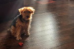 Un Welsh Terrier assis sur un parquet