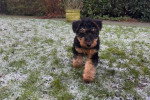 Un Welsh Terrier marchant sur un terrain herbeux