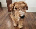 Un Welsh Terrier marchant vers la caméra