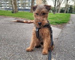 Un Welsh Terrier  assis et tenu en laisse