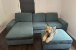 Un Welsh Terrier allongé sur un canapé