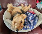 Un Welsh Terrier allongé sur un panier