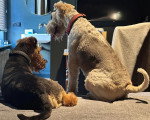 Deux Welsh Terrier sur un lit