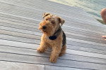 Un Welsh Terrier assis sur un plancher en bois