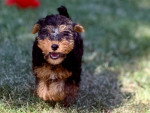 Un Welsh Terrier marchant sur une surface herbacée