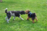 Deux Welsh Terrier jouant sur une surface herbacée