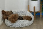 Un Welsh Terrier allongé sur un panier