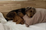 Un Welsh Terrier allongé sur un lit