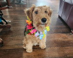 Un Welsh Terrier assis et portant un collier autour du cou