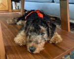 Un Welsh Terrier allongé sur une table