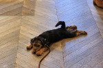 Un Welsh Terrier allongé sur un parquet