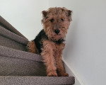 Un Welsh Terrier assis sur une marche d'escalier