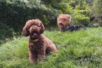 Deux Welsh Terrier assis sur un terrain herbeux