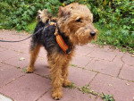 Un Welsh Terrier tenu en laisse sur un sol pavé