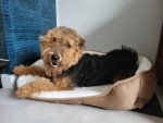Un Welsh Terrier allongé sur un panier