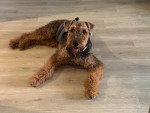 Un Welsh Terrier allongé sur un parquet