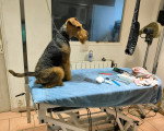 Un Welsh Terrier assis sur une table