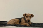 Un Welsh Terrier allongé sur un lit