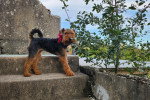 Un Welsh Terrier sur une marche d'escalier