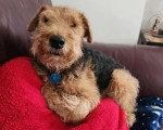 Un Welsh Terrier assis sur un canapé et portant un collier autour du cou