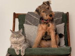Un Welsh Terrier assis à côté d'un chat