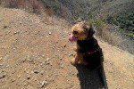 Un Welsh Terrier assis au sommet d'une montagne