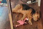 Un Welsh Terrier allongé sur un parquet
