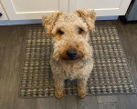 Un Welsh Terrier assis sur un tapis