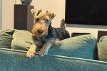 Un Welsh Terrier assis sur un canapé