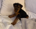 Un Welsh Terrier assis sur un lit