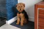 Un Welsh Terrier assis sur un tapis
