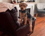 Un Welsh Terrier assis sur un canapé