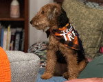 Un Welsh Terrier assis sur un canapé et portant un foulard autour du cou