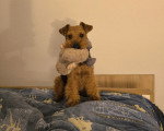 Un Welsh Terrier assis sur un lit 