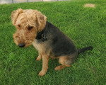 Un Welsh Terrier assis sur un terrain herbeux et portant un collier autour du cou