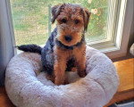 Un Welsh Terrier sur un panier