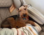 Un Welsh Terrier allongé sur un fauteuil