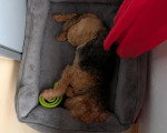 Un Welsh Terrier dans un panier