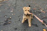 Un Welsh Terrier assis sur une voie goudronnée 