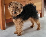 Un Welsh Terrier regardant vers la caméra