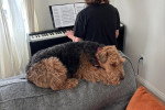 Un Welsh Terrier allongé sur un canapé