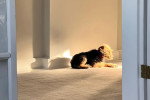 Un Welsh Terrier allongé sur une moquette