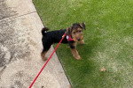 Un Welsh Terrier tenu en laisse sur une pelouse